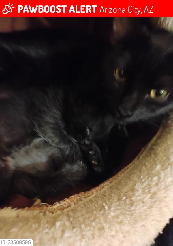 Lost Female Cat last seen Near w altoa dr, Arizona City, AZ 85123
