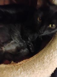 Lost Female Cat last seen Near w altoa dr, Arizona City, AZ 85123