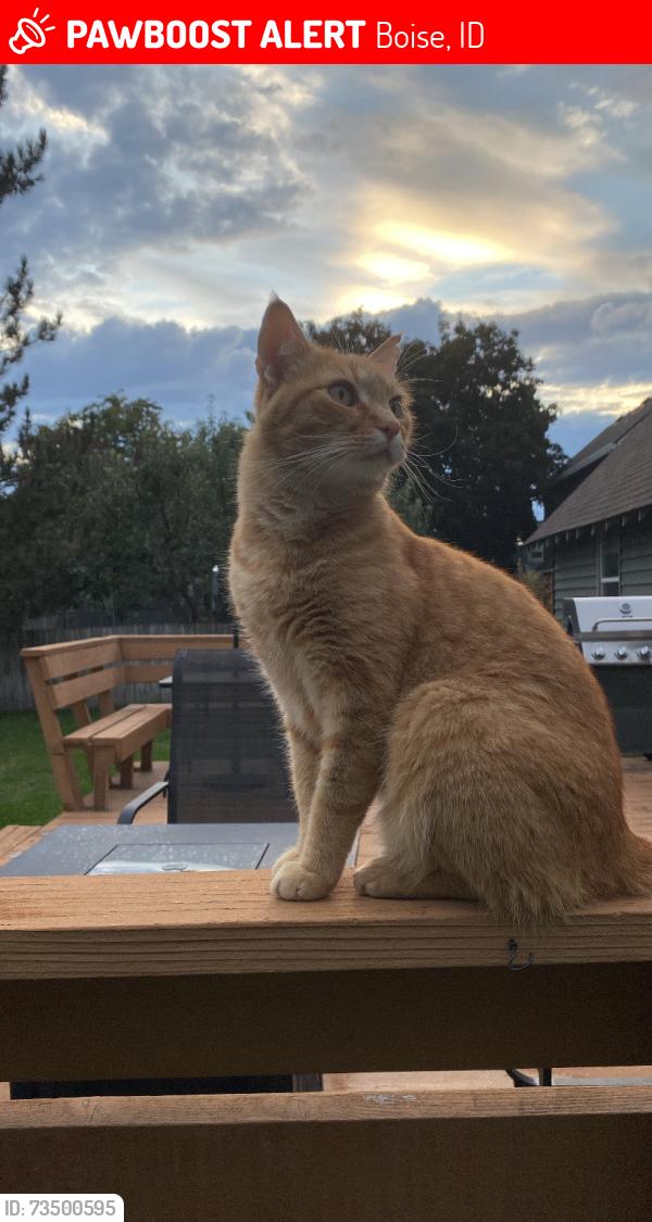 Lost Male Cat last seen N Gary Ln, Boise, ID 83714