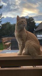 Lost Male Cat last seen N Gary Ln, Boise, ID 83714