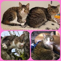 Lost Female Cat last seen Sandee Palisades Park, Troutdale, OR 97060