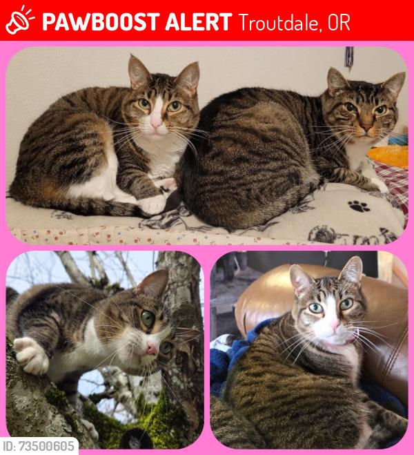 Lost Female Cat last seen Sandee Palisades Park, Troutdale, OR 97060