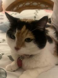 Lost Female Cat last seen Pinon pointe rd, Las Vegas, NV 89115