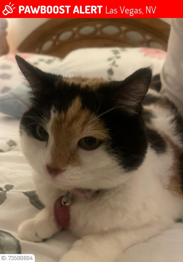 Lost Female Cat last seen Pinon pointe rd, Las Vegas, NV 89115