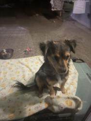 Found/Stray Male Dog last seen Hillcrest avenue, Antioch, CA 94531