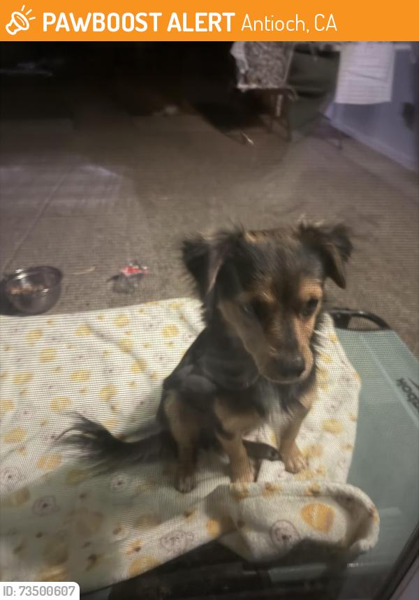Found/Stray Male Dog last seen Hillcrest avenue, Antioch, CA 94531