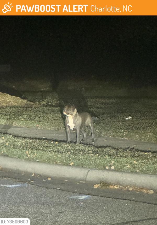 Found/Stray Unknown Dog last seen Walmart, Charlotte, NC 28216