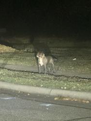 Found/Stray Unknown Dog last seen Walmart, Charlotte, NC 28216
