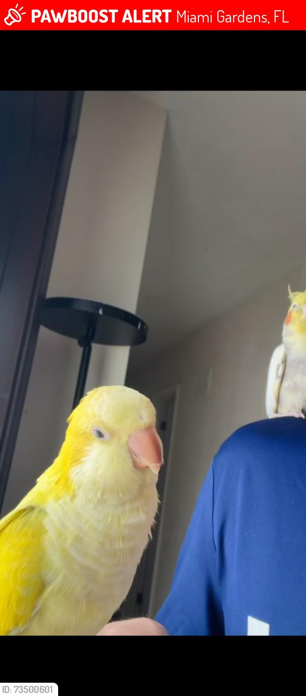 Lost Female Bird last seen St. Thomas University, Miami Gardens, FL 33056