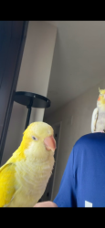 Lost Female Bird last seen St. Thomas University, Miami Gardens, FL 33056