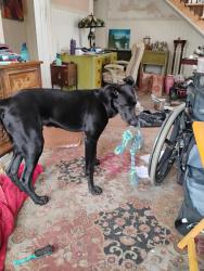 Reunited Male Dog last seen Castro x Carpentier near SL Bart, San Leandro, CA 94577