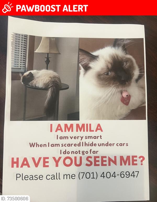Lost Female Cat last seen Sundance meadows Ln, Lakemont Meadows, TX 77407