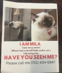 Lost Female Cat last seen Sundance meadows Ln, Lakemont Meadows, TX 77407