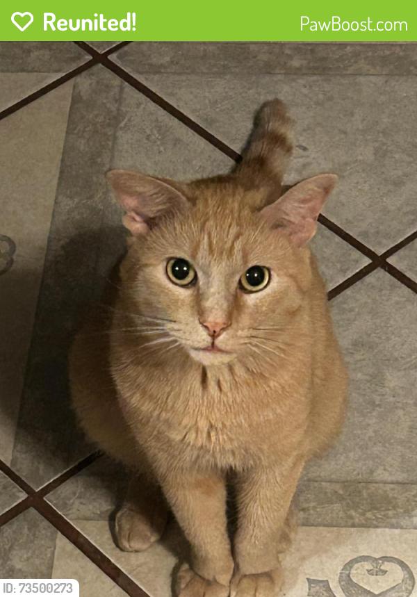 Reunited Male Cat last seen E Sublett Rd, Arlington, TX 76002