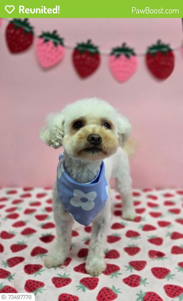 Reunited Female Dog last seen Reefton, Cypress, CA 90630