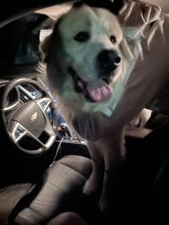Reunited Unknown Dog last seen 131st between Halsey and glisan, Portland, OR 97230