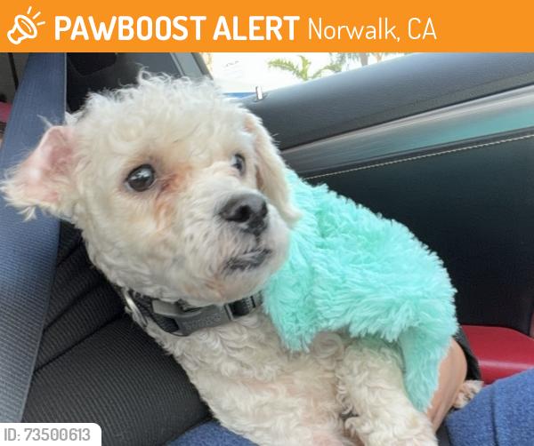 Found/Stray Male Dog last seen Mondon Ave and Alburtis Ave, Norwalk, CA 90650