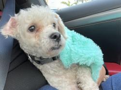 Found/Stray Male Dog last seen Mondon Ave and Alburtis Ave, Norwalk, CA 90650