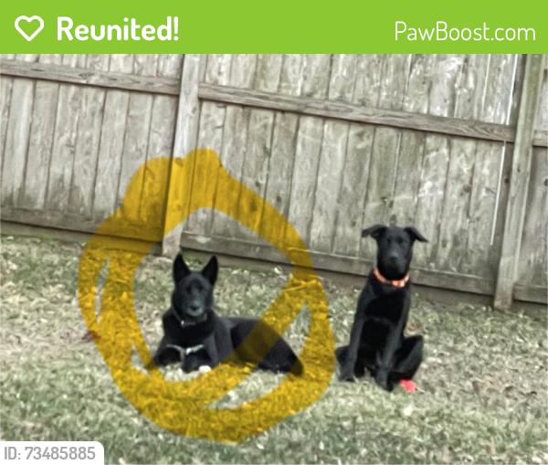 Reunited Male Dog last seen Thursa lane and Blackhawk boulevard, Friendswood, TX 77546
