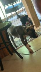 Reunited Female Dog last seen Home, hmstd cir, Cleveland, TN 37323