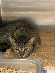 Shelter Stray Female Cat last seen Near Oaktree Ln, Lithonia, GA, 30038, 30038, GA, 3280 Chamblee Dunwoody Rd, Chamblee, GA 30341, USA