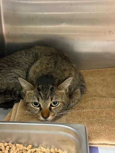 Shelter Stray Female Cat last seen Near Oaktree Ln, Lithonia, GA, 30038, 30038, GA, 3280 Chamblee Dunwoody Rd, Chamblee, GA 30341, USA