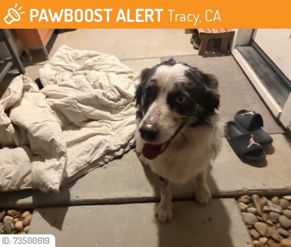 Found/Stray Male Dog last seen Laurelbrook Drive, Tracy, CA 95377