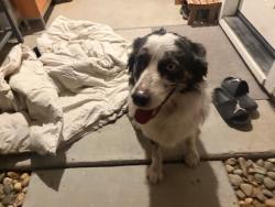 Found/Stray Male Dog last seen Laurelbrook Drive, Tracy, CA 95377