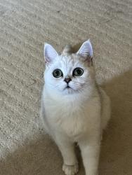 Lost Female Cat last seen golden springs, Walnut, CA 91789