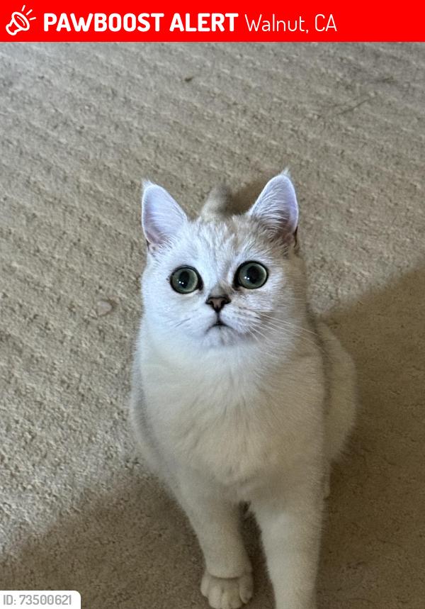 Lost Female Cat last seen golden springs, Walnut, CA 91789