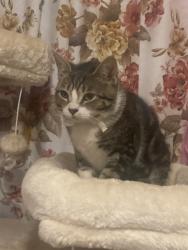 Reunited Male Cat last seen Near N Williams, Mesa, AZ 85203, USA, Mesa, AZ 85203