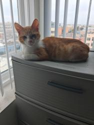 Reunited Male Cat last seen Umeya apmt on Towne Ave, Los Angeles, CA 90013