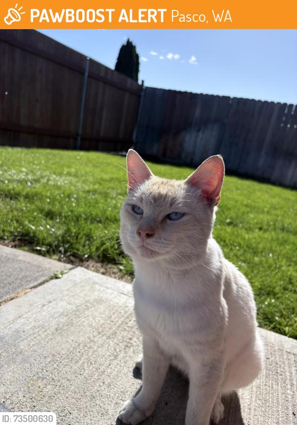 Rehomed Male Cat last seen S Wehe Ave, Pasco, WA 99301