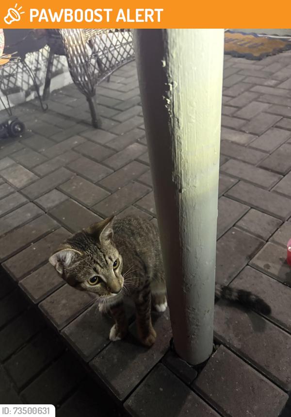 Found/Stray Unknown Cat last seen Westwood elementary, West Palm Beach, FL 33401