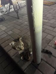 Found/Stray Unknown Cat last seen Westwood elementary, West Palm Beach, FL 33401