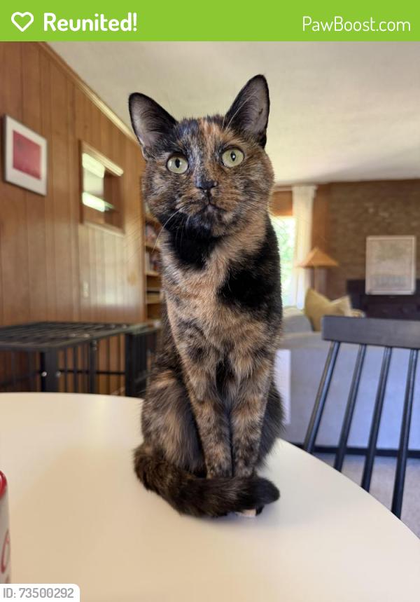 Reunited Female Cat last seen Last seen at my hse/street on Greendale Drive right off Hickory Grove Rd, Mount Holly, NC 28120