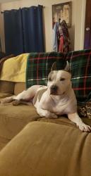 Reunited Female Dog last seen ., Santa Fe, TX 77510