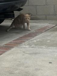 Found/Stray Unknown Cat last seen Covina blvd across Stater Bros, Charter Oak, CA 91724