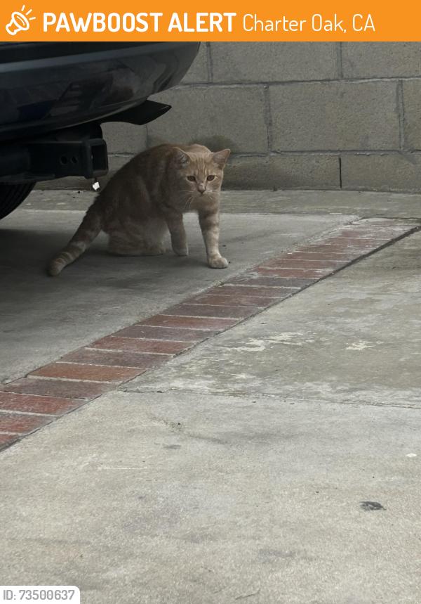 Found/Stray Unknown Cat last seen Covina blvd across Stater Bros, Charter Oak, CA 91724