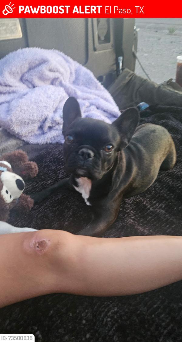 Lost Female Dog last seen Westside dr and pecos river, El Paso, TX 79932