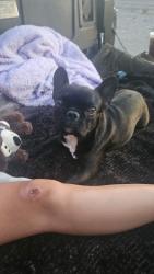 Lost Female Dog last seen Westside dr and pecos river, El Paso, TX 79932