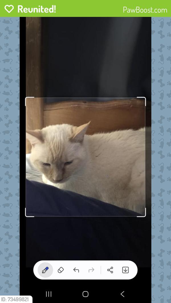 Reunited Female Cat last seen Butterfield and rest haven rd, Butterfield Rd, IL 60189