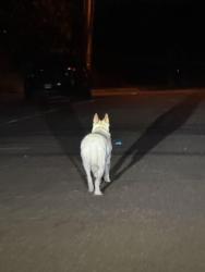 Reunited Unknown Dog last seen E glaucus, Encinitas, CA 92024