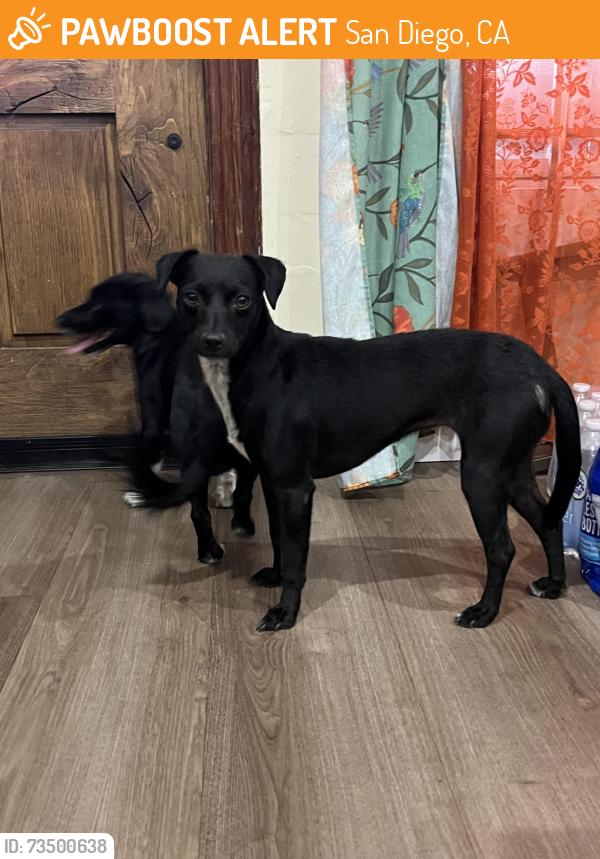 Found/Stray Male Dog last seen 38th st near Beta st next to southcrest trails and creek, San Diego, CA 92113