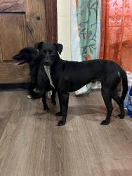 Found/Stray Male Dog last seen 38th st near Beta st next to southcrest trails and creek, San Diego, CA 92113