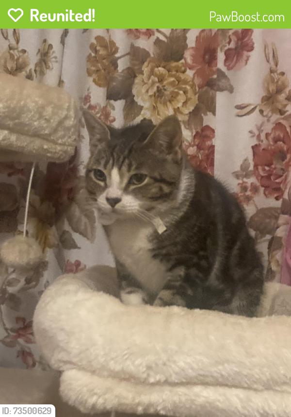 Reunited Male Cat last seen Near N Williams, Mesa, AZ 85203, USA, Mesa, AZ 85203