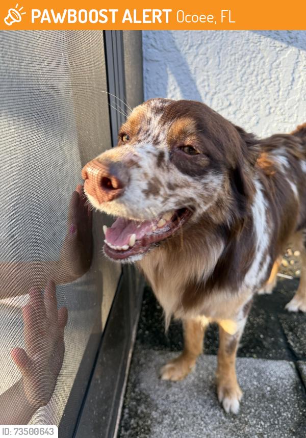 Found/Stray Male Dog last seen Wesmere community, Ocoee, FL 34761