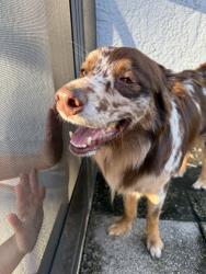 Found/Stray Male Dog last seen Wesmere community, Ocoee, FL 34761
