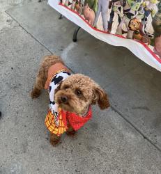 Reunited Male Dog last seen Morris St and Compton Dr, Oxnard, CA 93030