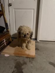 Found/Stray Male Dog last seen Crowley rd, Fort Worth, TX 76134